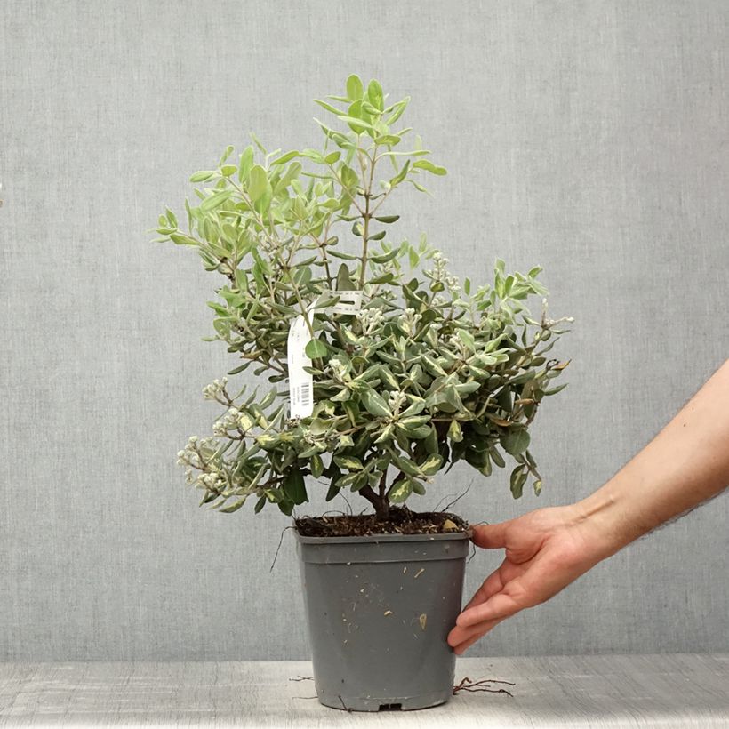 Example of Metrosideros kermadecensis Aureomarginata Vaso da 4L/5L as you get in printemps