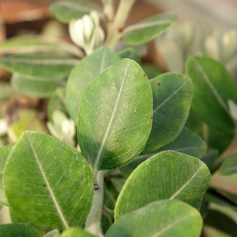 Metrosideros x thomasii (Fogliame)