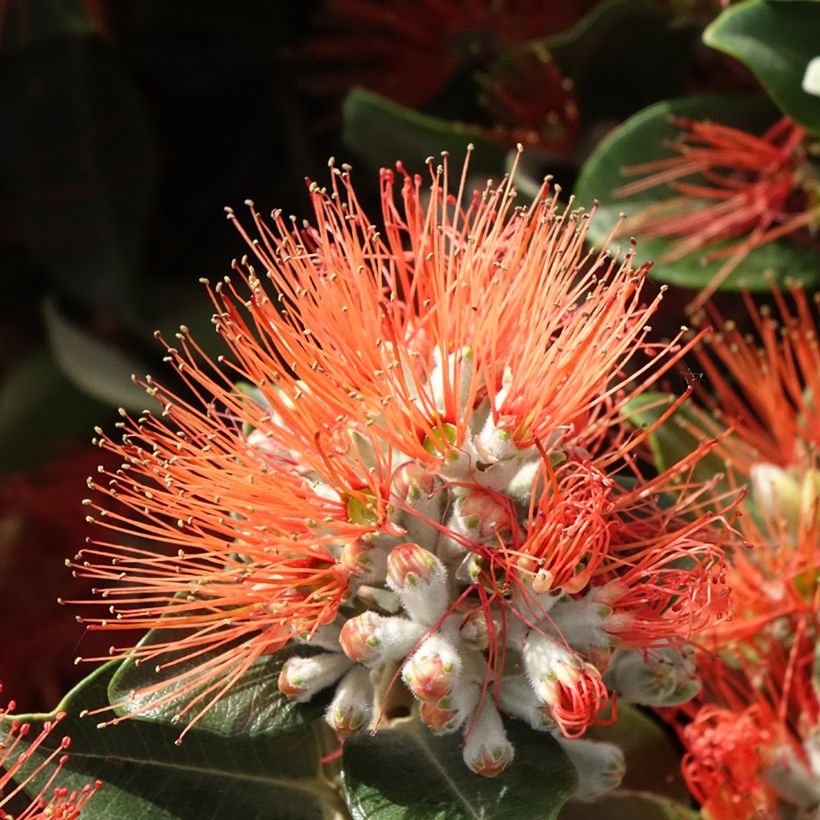 Metrosideros x thomasii (Fioritura)