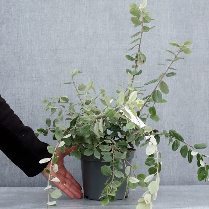 Metrosideros x thomasii Pot de 3L/4L esemplare consegnato in inverno