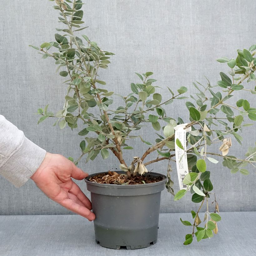 Metrosideros x thomasii Vaso da 3L/4L esemplare consegnato in primavera