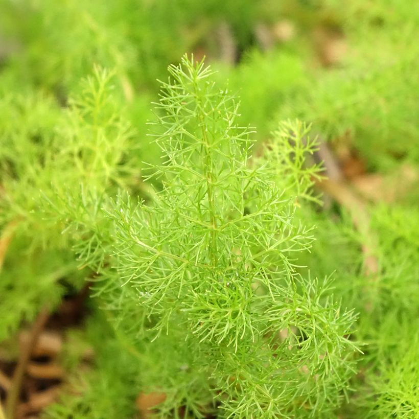 Meum athamanticum - Finocchiello (Foliage)