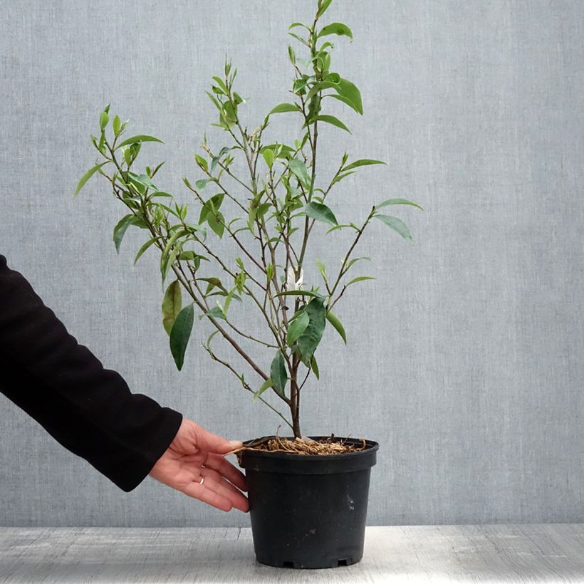 Magnolia figo Vaso da 2L/3L esemplare consegnato in primavera