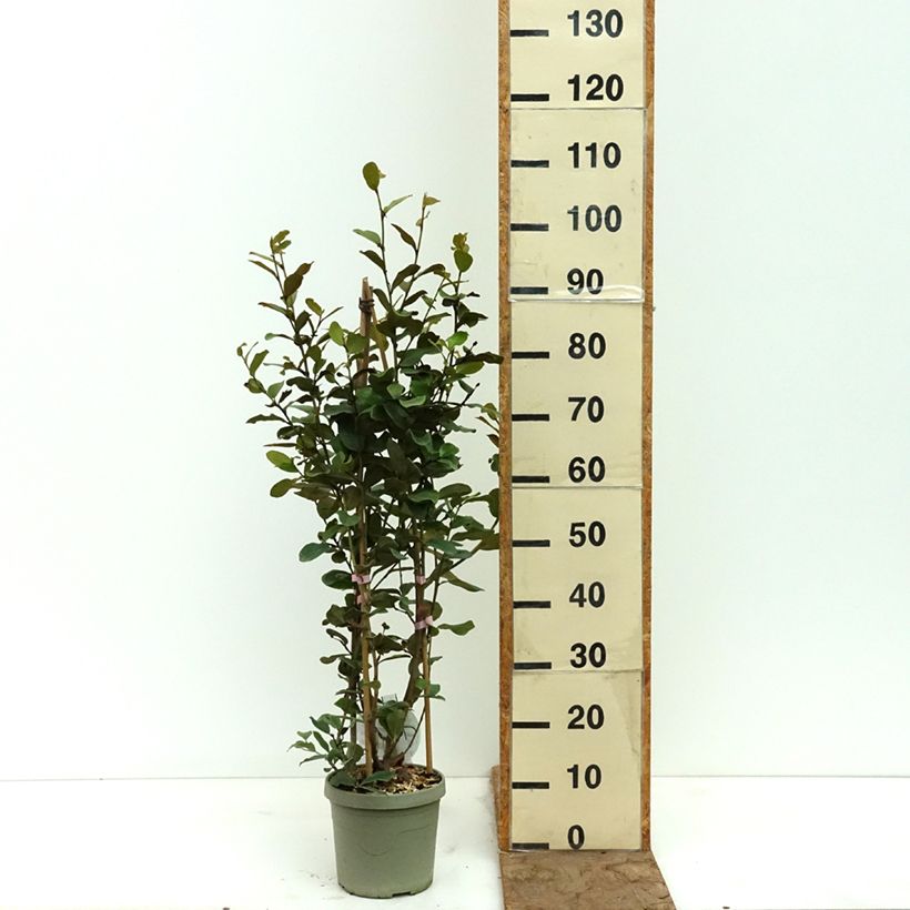 Magnolia yunnanensis Gail's Favorite Vaso da 4L/5L esemplare consegnato in primavera