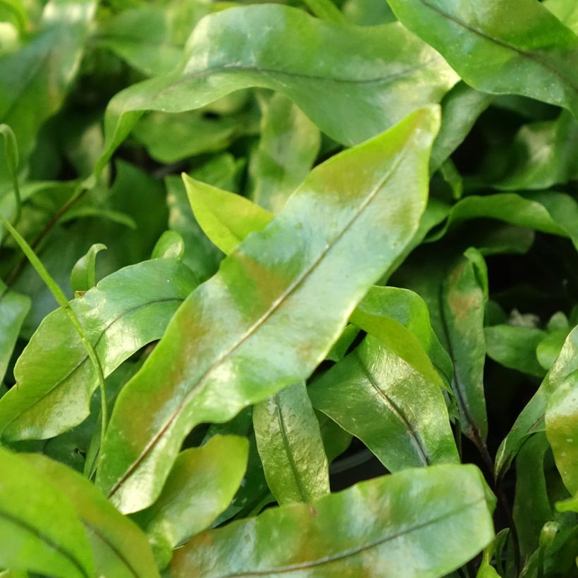 Microsorum pteropus - Felce di Giava (Fogliame)