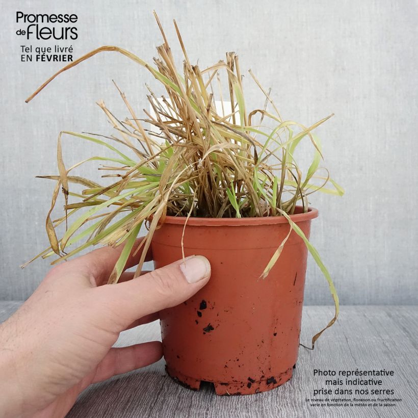 Milium effusum Aureum Pot de 1L/1,5L esemplare consegnato in inverno