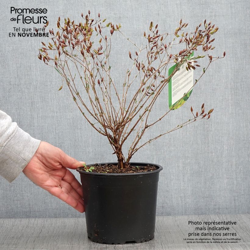 Esemplare di Hypericum kalmianum Gemo - Iperico Vaso da 3L/4L come consegnato in autunno