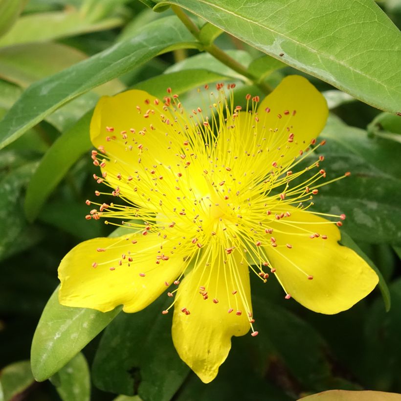 Hypericum calycinum - Iperico (Flowering)