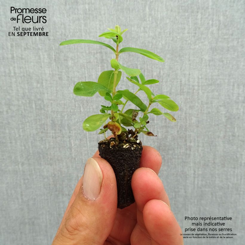 Example of Hypericum calycinum - Iperico Mini zolla Ø 1,5/2,5 cm as you get in automne