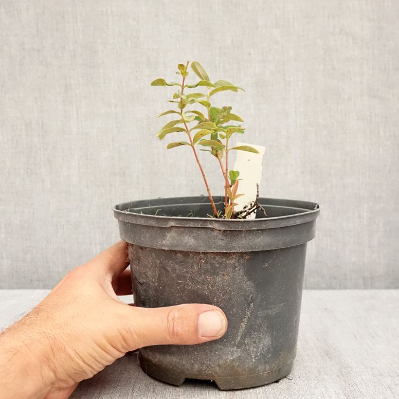 Esemplare di Hypericum calycinum - Iperico Vaso da 2L/3L consegnato in estate