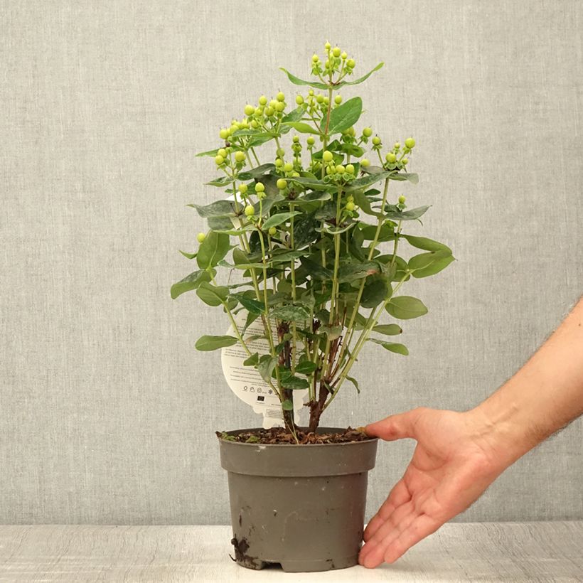 Esemplare di Hypericum inodorum Miracle Pistache - Iperico Vaso da 2L/3L consegnato in estate