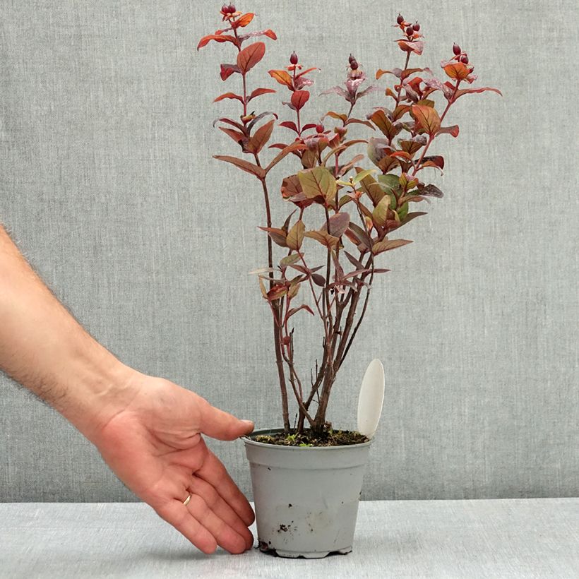 Esemplare di Hypericum MIRACLE Night - Iperico Vaso da Ø 12 cm / 13 cm consegnato in estate