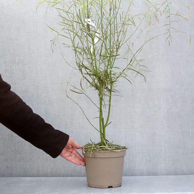 Example of Acacia iteaphylla - Mimosa Vaso da 4L/5L as you get in printemps