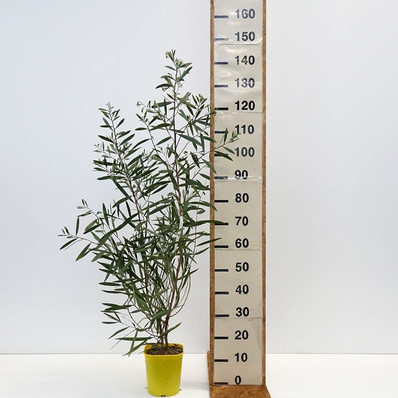 Example of Acacia longifolia - Acacia longifoglia Vaso da 4L/5L as you get in hiver