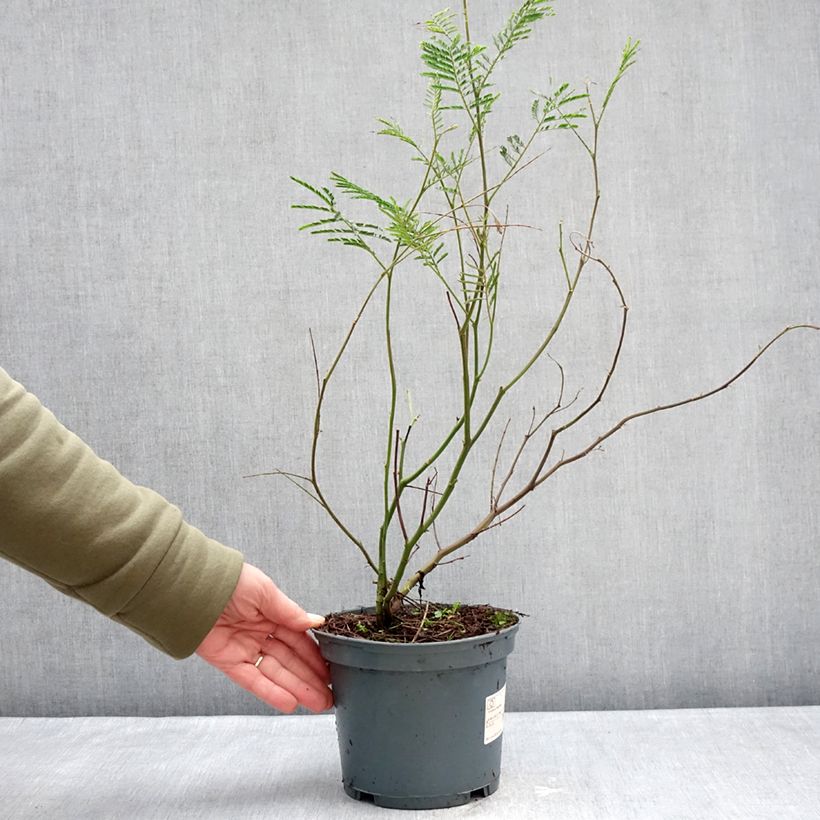 Example of Acacia dealbata - Mimosa Vaso da 2L/3L as you get in hiver