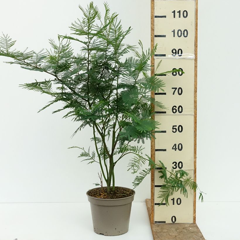 Esemplare di Acacia dealbata - Mimosa Vaso da 4L/5L consegnato in estate