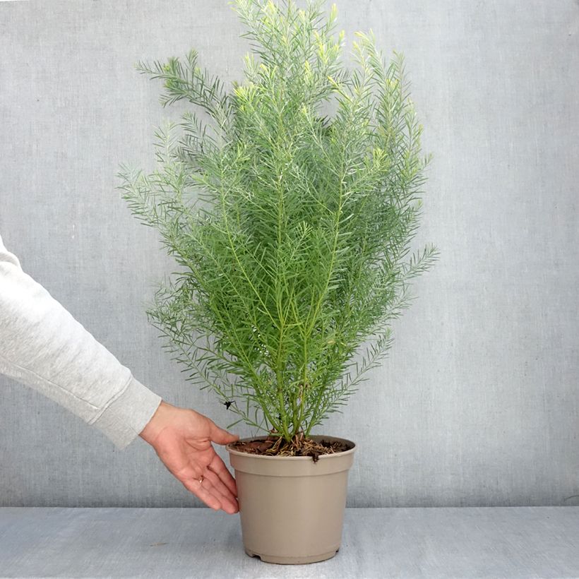 Esemplare di Acacia boormanii - Mimosa Vaso da 4L/5L come consegnato in autunno
