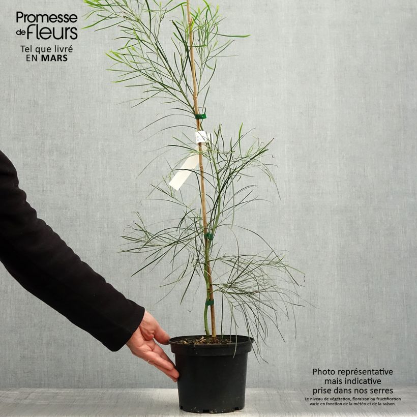 Example of Acacia retinodes - Mimosa 4 stagioni Vaso da 2L/3L as you get in printemps