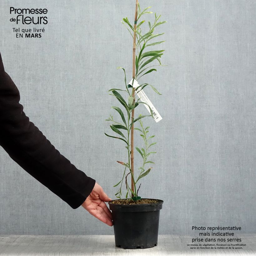 Example of Acacia retinodes Lisette - Mimosa 4 stagioni Vaso da 2L/3L as you get in printemps