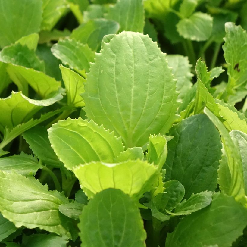 Mimulus Bonfire Red (Fogliame)