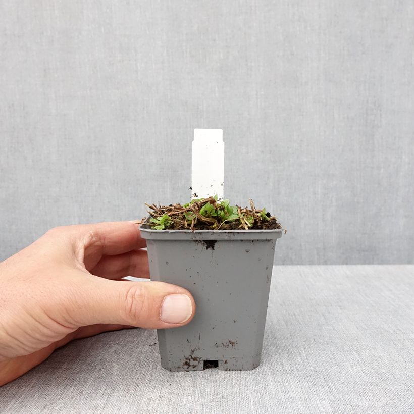 Mimulus cupreus Roter Kaiser Vasetto da 8/9 cm esemplare consegnato in primavera