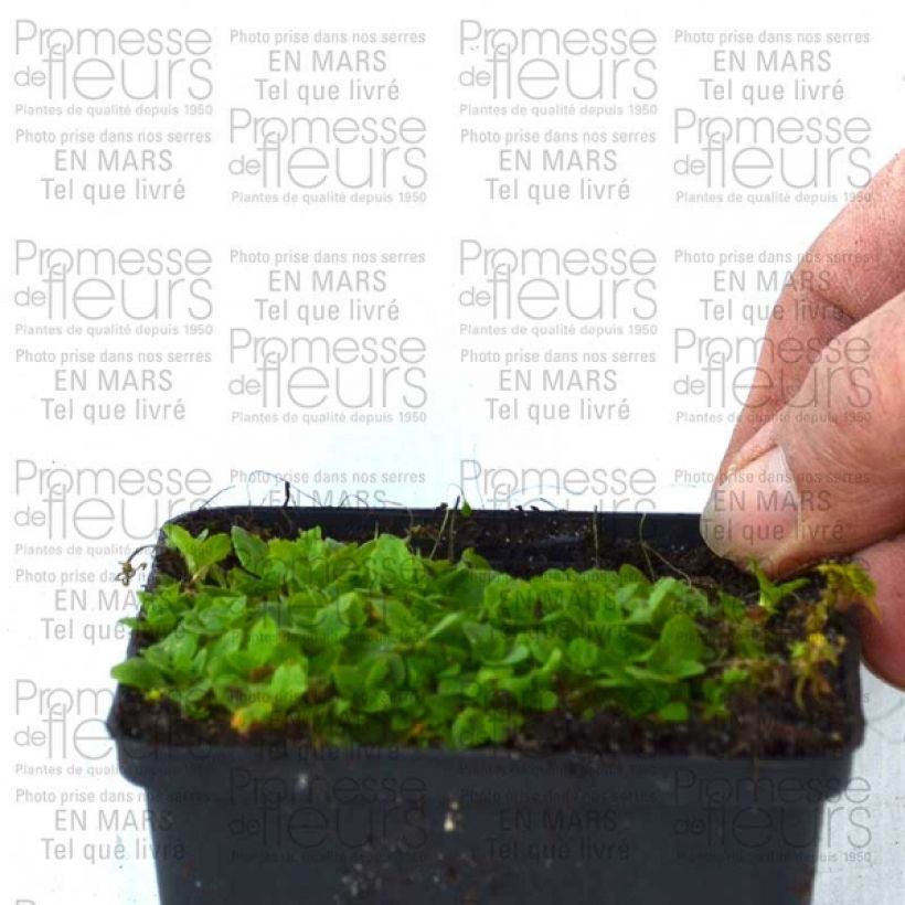 Esempio di esemplare Mimulus Highland Yellow Vasetto da 8/9 cm come consegnato