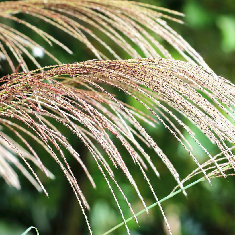 Miscanthus floridulus - Miscanto florido (Flowering)