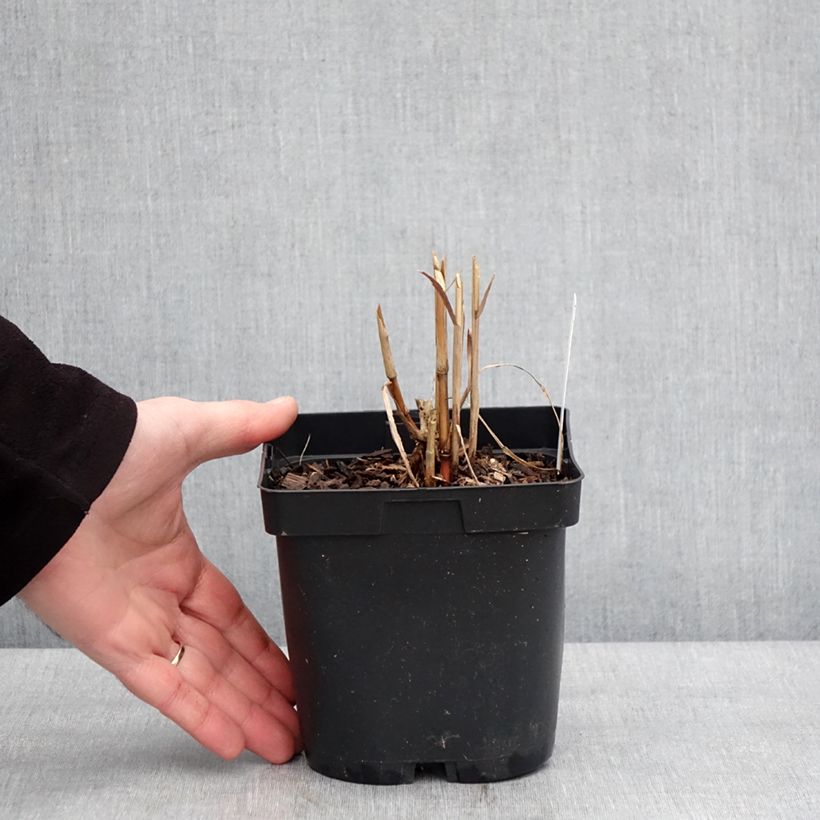 Miscanthus sacchariflorus - Roseau de Chine Pot de 2L/3L esemplare consegnato in inverno