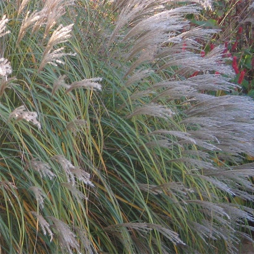 Miscanthus sinensis Adagio (Flowering)