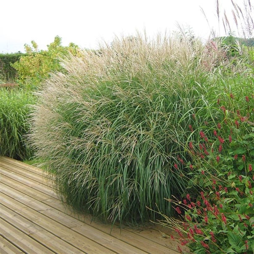 Miscanthus sinensis Adagio (Plant habit)