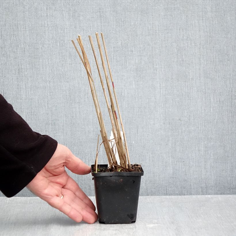 Esemplare di Miscanthus sinensis Afrika Vasetto da 8/9 cm come consegnato in autunno