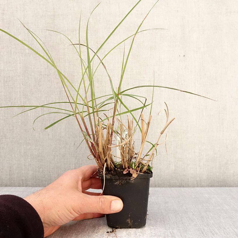 Miscanthus sinensis Aperitiv Vasetto da 8/9 cm esemplare consegnato in primavera