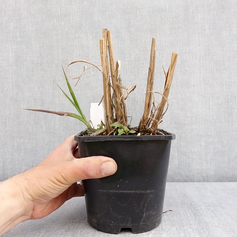 Example of Miscanthus sinensis Boucle Vaso da 1,5L/2L as you get in printemps