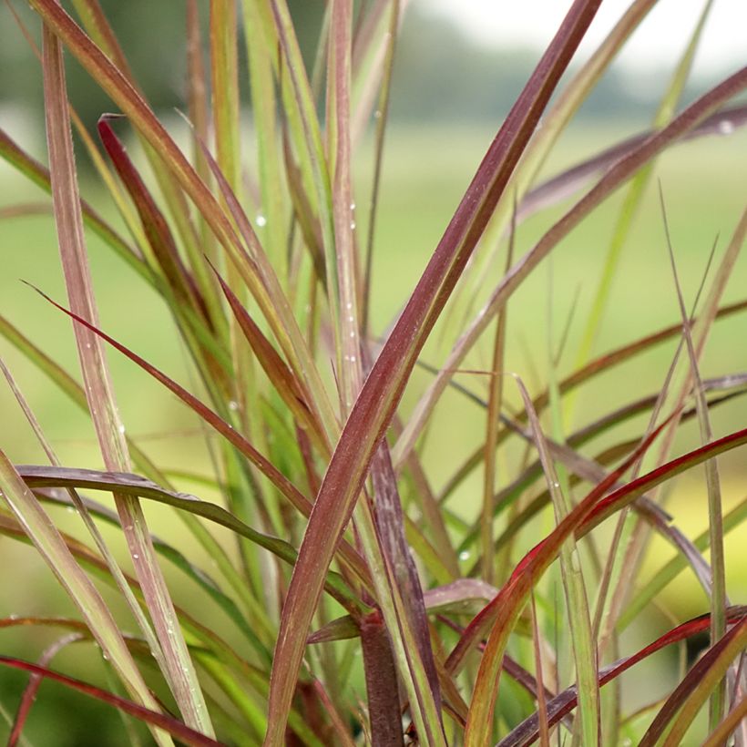 Miscanthus sinensis Boucle (Foliage)