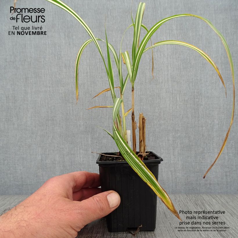 Esemplare di Miscanthus sinensis Cabaret Vasetto da 8/9 cm come consegnato in autunno