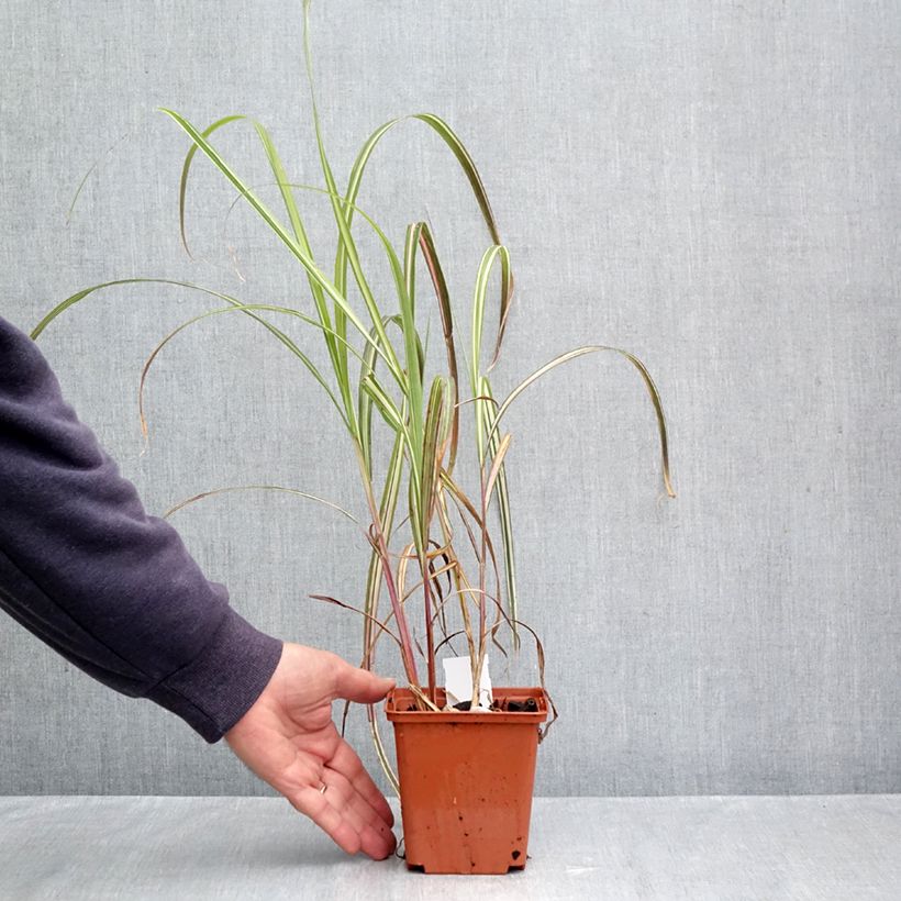 Esemplare di Miscanthus sinensis Cabaret Vaso da 1L/1,5L come consegnato in autunno