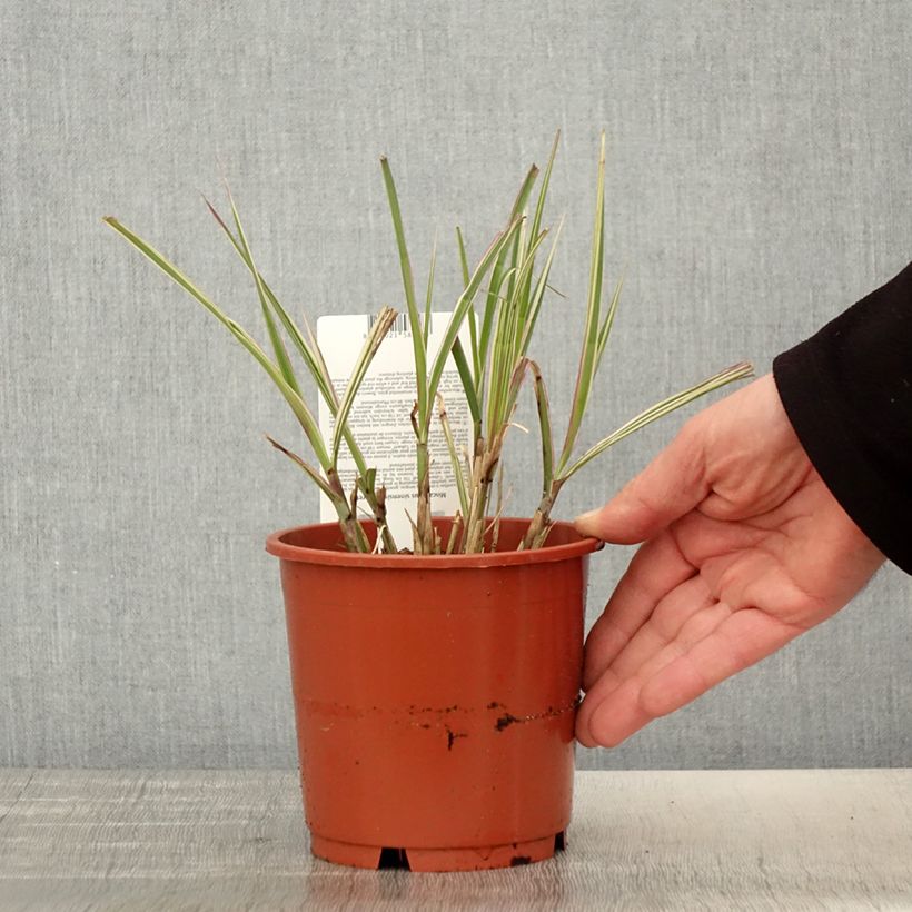 Example of Miscanthus sinensis Cabaret Vaso da 1L/1,5L as you get in printemps