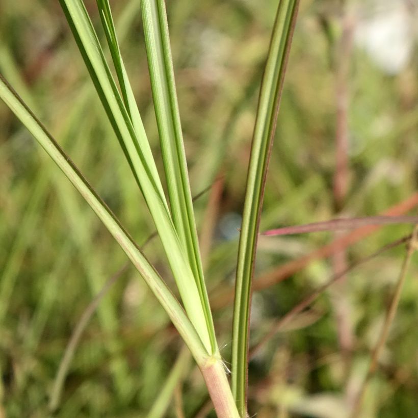 Miscanthus sinensis China (Fogliame)
