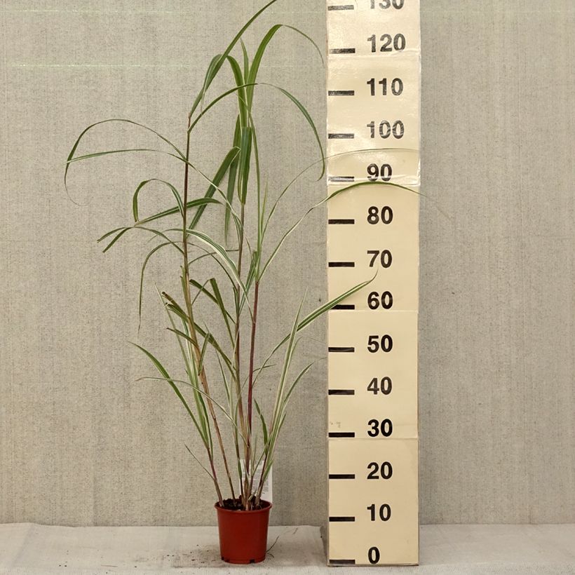 Esemplare di Miscanthus sinensis Cosmopolitan - Eulalie, Roseau de Chine Pot de 1L/1,5L come consegnato in autunno