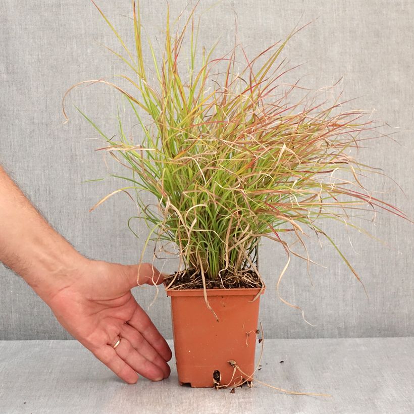 Esemplare di Miscanthus sinensis Cute One Vaso da 1L/1,5L consegnato in estate