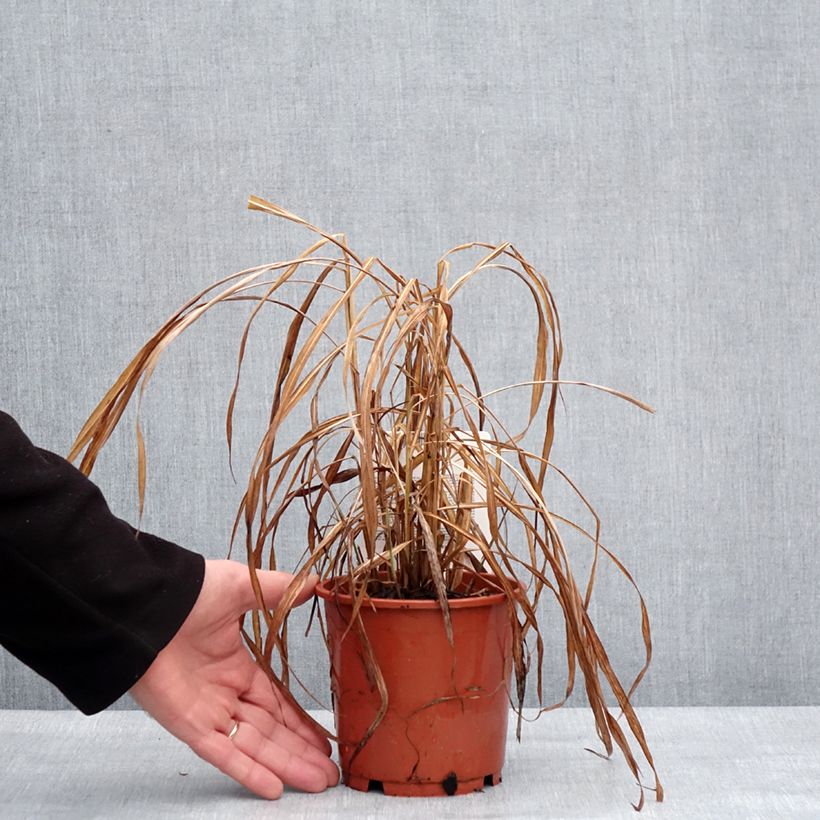 Miscanthus sinensis Ghana - Roseau de Chine Pot de 1L/1,5L esemplare consegnato in inverno