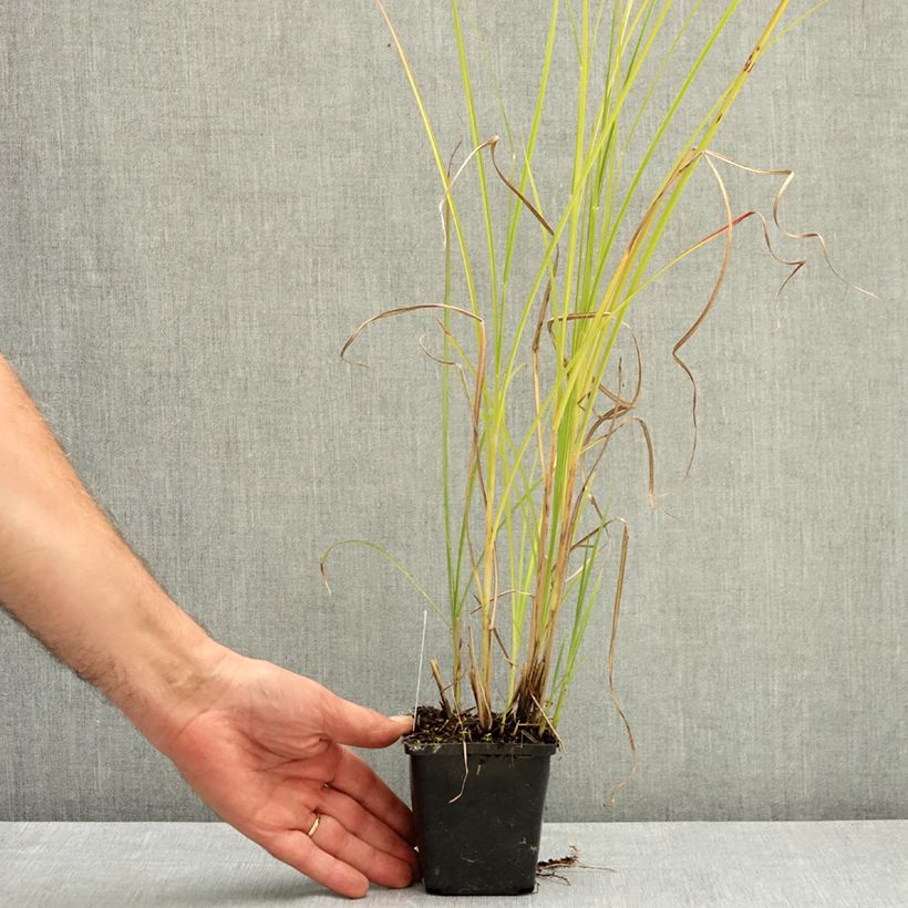 Esemplare di Miscanthus sinensis Grosse Fontäne Vasetto da 8/9 cm consegnato in estate