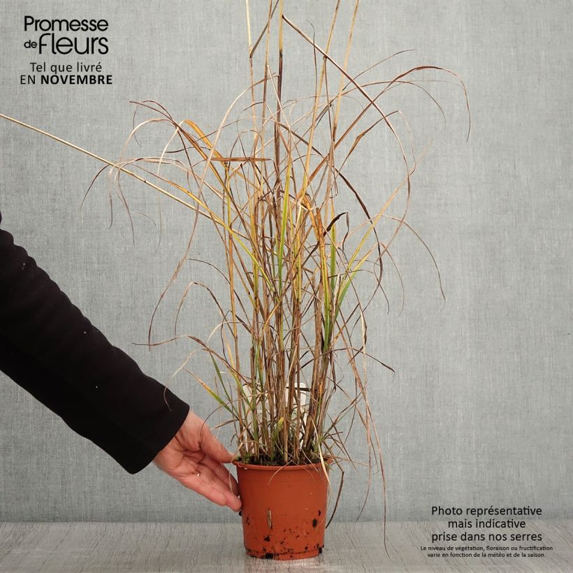 Esemplare di Miscanthus sinensis Kaskade - Roseau de Chine Pot de 1L/1,5L come consegnato in autunno