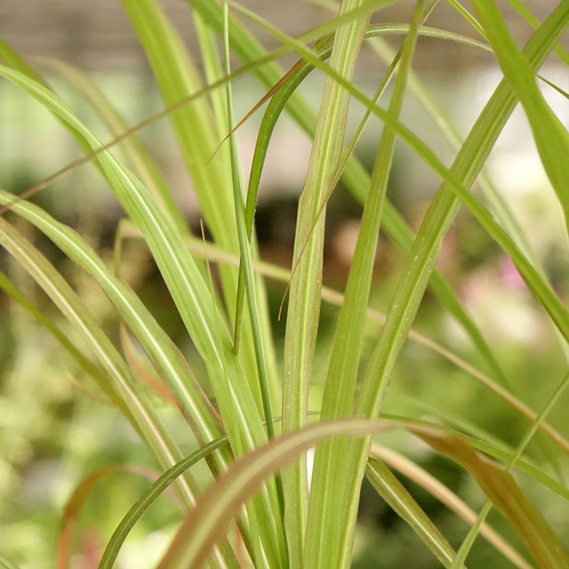 Miscanthus sinensis Kaskade (Foliage)