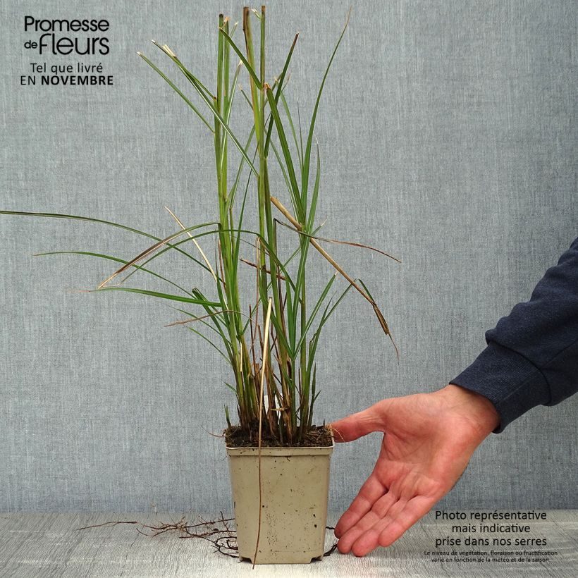 Esemplare di Miscanthus sinensis Kleine Fontäne Vasetto da 8/9 cm come consegnato in autunno