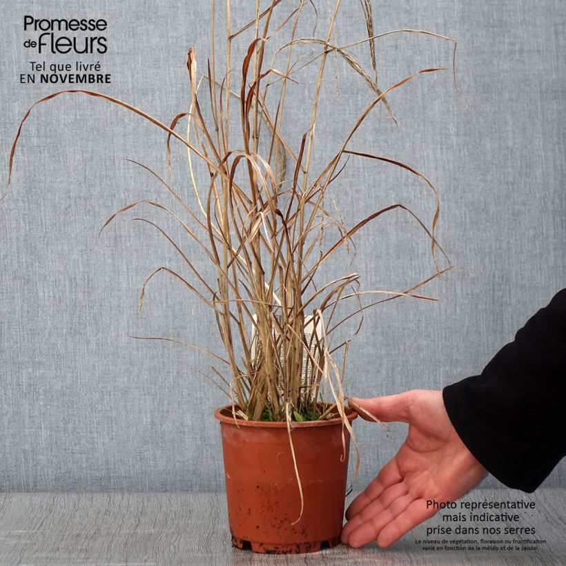 Esemplare di Miscanthus sinensis Kleine Fontäne (Petite Fontaine) Pot de 1L/1,5L come consegnato in autunno