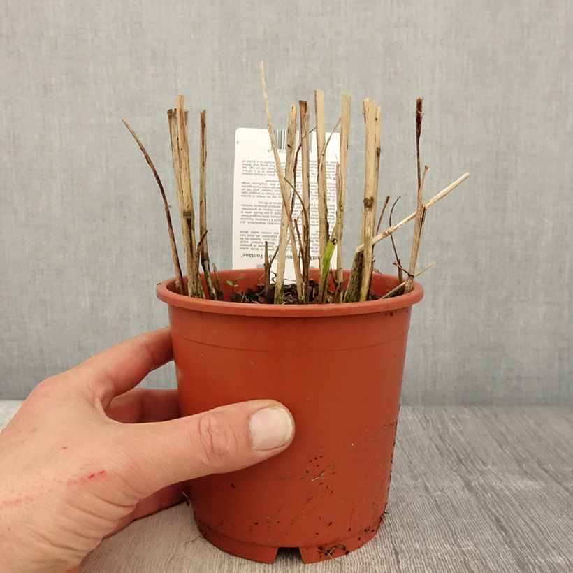 Miscanthus sinensis Kleine Fontäne Vaso da 1L/1,5L esemplare consegnato in primavera