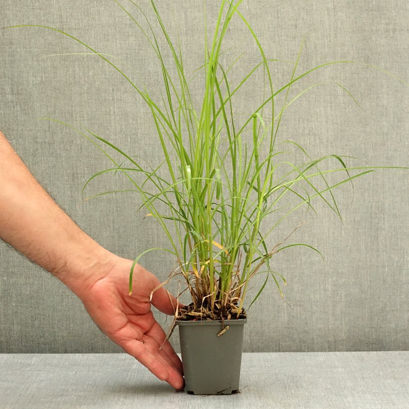 Miscanthus sinensis Little Miss Vasetto da 8/9 cm esemplare consegnato in primavera