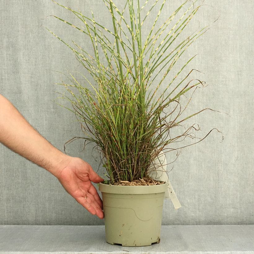 Esemplare di Miscanthus sinensis Little Tiger Vaso da 3L/4L consegnato in estate