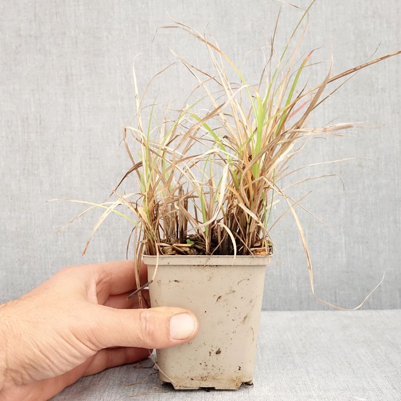 Esemplare di Miscanthus sinensis Little Zebra Vasetto da 8/9 cm come consegnato in autunno
